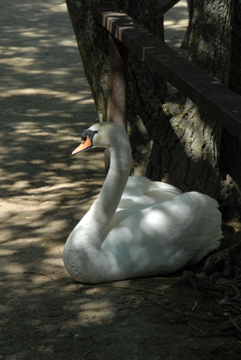 Evening street scene after rain