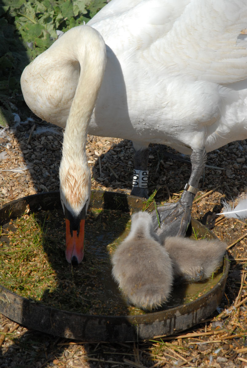 Evening street scene after rain